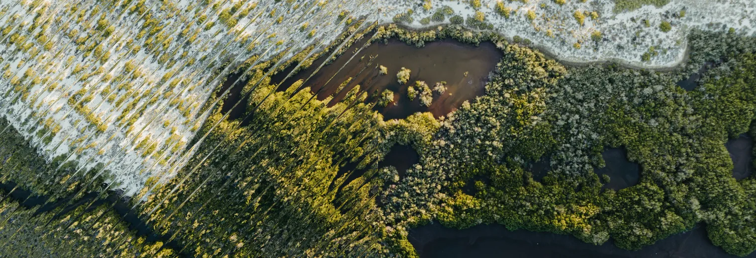 Aerial view of lush forest landscape